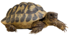 schildkröte