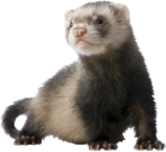 Frettchen