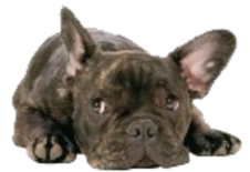 dogge